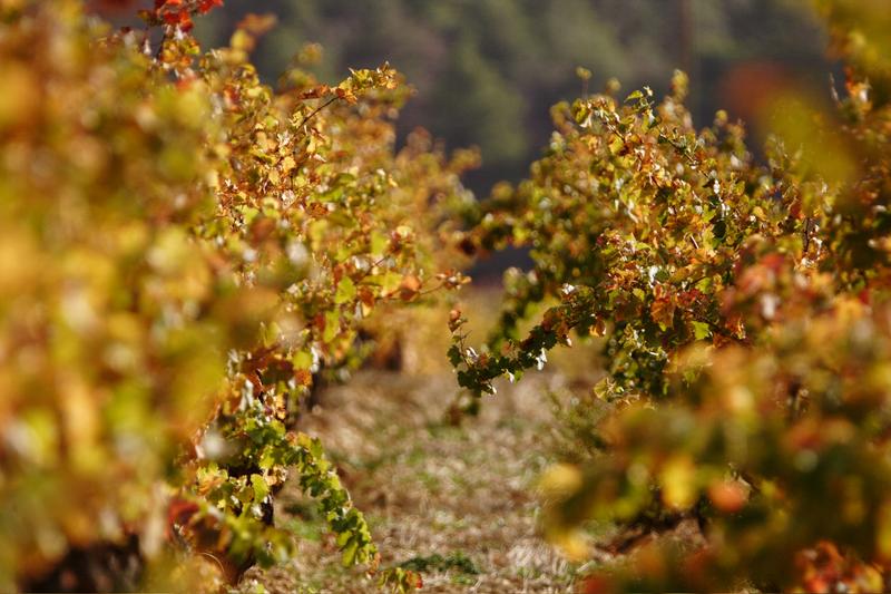 Vignes en Occitanie — zone d'intervention du photographe Black Forest Occitanie